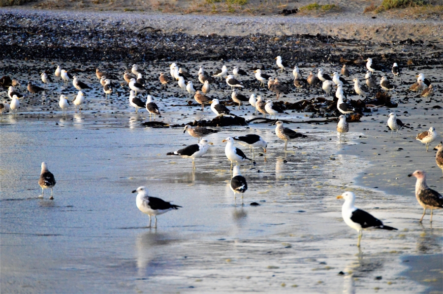 0 Bedroom Property for Sale in Britannica Heights Western Cape